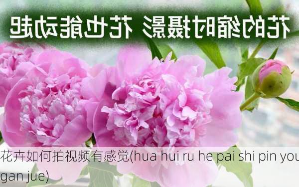 花卉如何拍视频有感觉(hua hui ru he pai shi pin you gan jue)