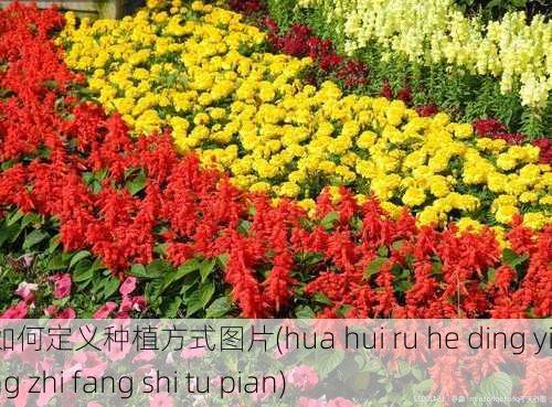 花卉如何定义种植方式图片(hua hui ru he ding yi zhong zhi fang shi tu pian)